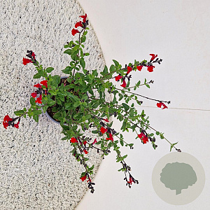 Salvia 'Royal Bumble' 30-35 cm 2,5L