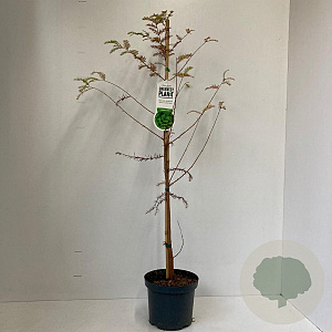 Taxodium distichum 80-100 cm 3,5L met stok