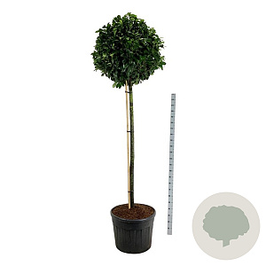 Prunus l. Etna 180 cm stam cont. 130L extra