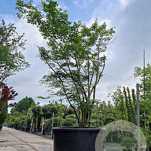 Acer palmatum 350-400 cm container solitair 2-3 tak