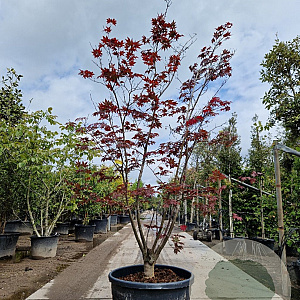Acer pal. 'Bloodgood' 200-250 cm cont. 160L