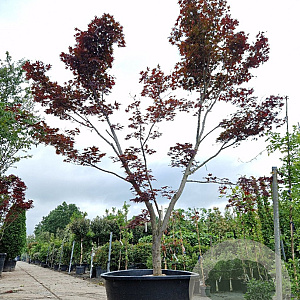 Acer pal. 'Bloodgood' 450-500 cm cont. 500L