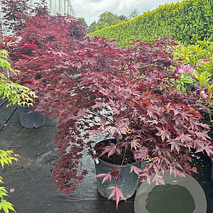 Acer pal. 'Bloodgood' 80-100 cm 6L meerstammig