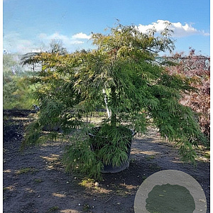 Acer pal. 'Dissectum' 70 cm stam container kroon 150-200