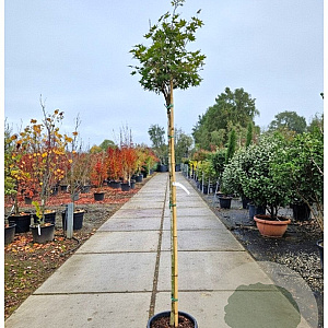 Acer pal. 'Osakazuki' 180 cm stam container 6-8