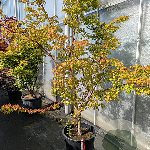 Acer pal. 'Sangokaku' 200-250 cm 45L meerstammig solitair