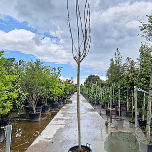 Albizia julibr. Ombrella 200 cm stam container 12-14