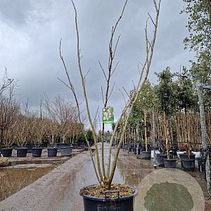 Albizia julibr. Ombrella 250-300 cm cont. 65L meerstammig