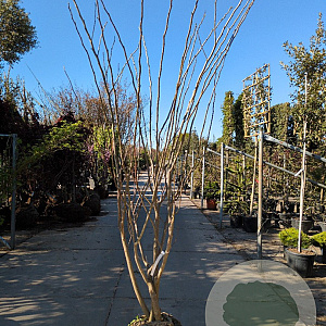 Albizia julibrissin 200-250 cm draadkluit meerstammig 140-160 diameter