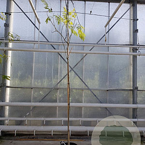 Albizia julibrissin 200 cm stam container 6-8