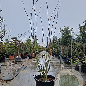 Albizia julibrissin 250-300 cm container meerstammig extra