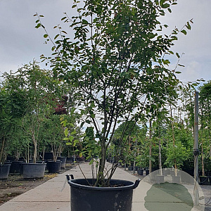 Amelanchier lamarckii 200-250 cm container extra