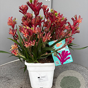Anigozanthos flavidus GM C3
