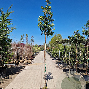 Arbutus unedo 200 cm stam container 8-10
