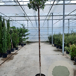 Arbutus unedo 200 cm stam container 8-10
