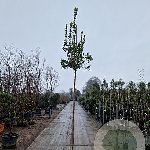Arbutus unedo 200 cm stam container 8-10