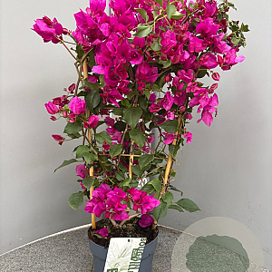 Bougainvillea gl. 'Sanderiana' 50-60 cm 4,5L