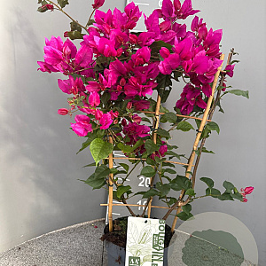 Bougainvillea gl. 'Sanderiana' 50-60 cm 4,5L