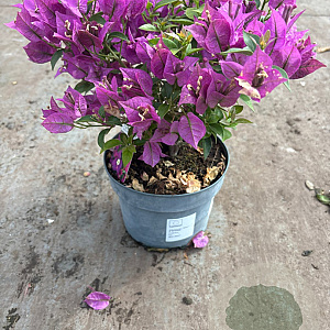 Bougainvillea spectabilis GM P17