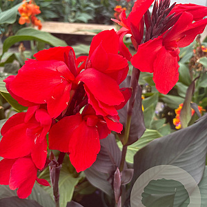 Canna indica GM P17