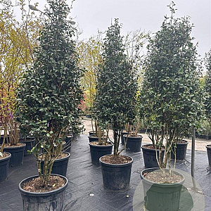 Camellia sasanqua 200-250 cm container meerstammig