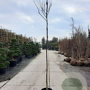 Cercis can. 'Forest Pansy' 200 cm stam container 6-8