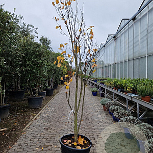 Cercis can. Red Force 250-300 cm cont. 70L