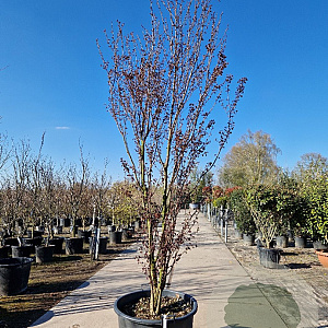 Cercidiphyllum j. 'Rotfuchs' 250-300 cm cont. 160L