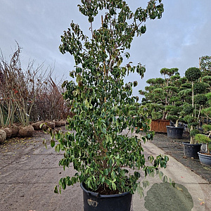 Cornus hongkongensis 200-250 cm container meerstammig