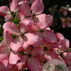 Cornus k. 'Fireworks' 250-300 cm container meerstammig