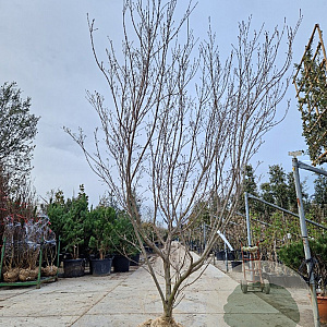 Cornus k. 'Milky Way' 250-300 cm draadkluit meerstammig solitair