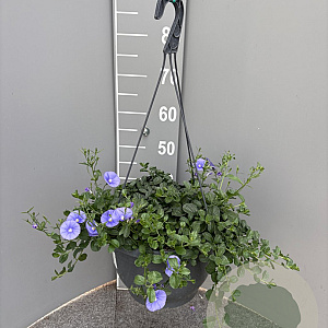 Convolvulus sabatius GM C6L