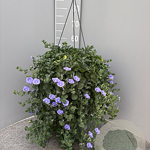 Convolvulus sabatius GM C6L