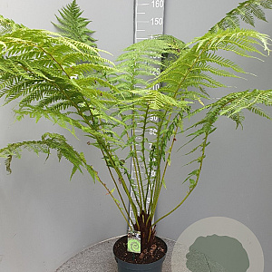 Dicksonia antarctica GM Per 300 Zaden