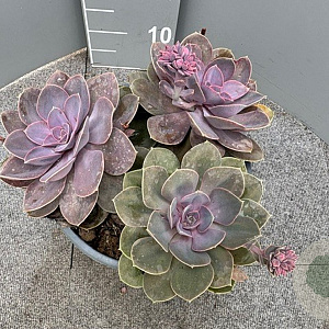 Echeveria Purple Pearl GM 9L