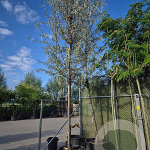 Elaeagnus angustifolia 200 cm stam container 25-30