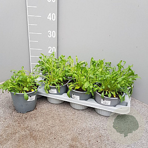 Eruca sativa P14