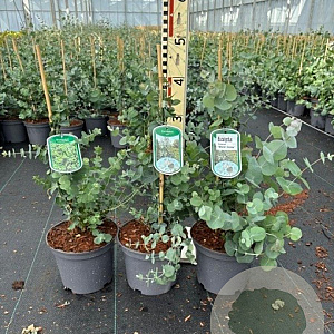Eucalyptus gunnii 40-50 cm 3,0L