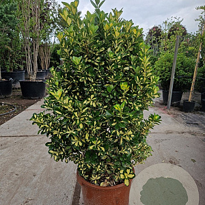 Euonymus jap. 'Medio-pictus' 80-100 cm 2,5L