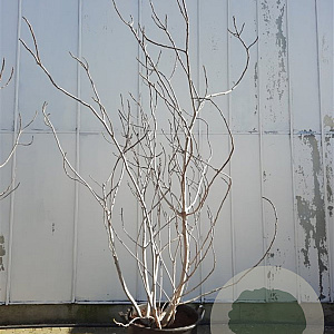 Ficus carica 250-300 cm container meerstammig