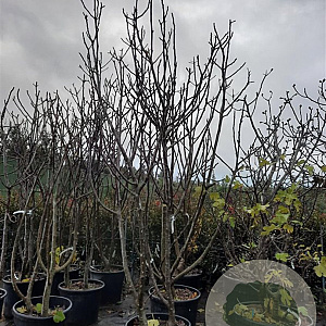 Ficus carica 250-300 cm container meerstammig