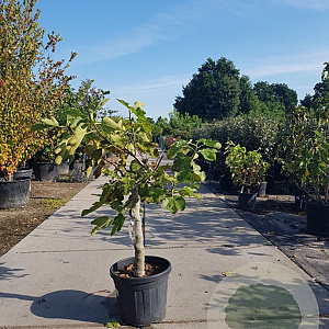 Ficus carica 250 cm stam container 20-25