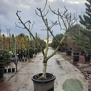 Ficus carica 250 cm stam container 20-25