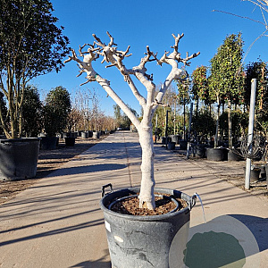 Ficus carica 250 cm stam container 20-25