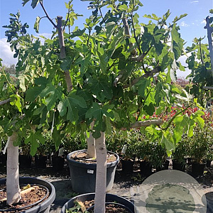 Ficus carica 250 cm stam container 20-25