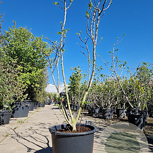 Ficus car. 'Brown Turkey' 200-250 cm container meerstammig