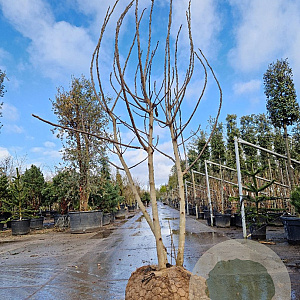 Ficus car. 'Brown Turkey' 250-300 cm cont. 160L meerstammig