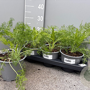 Foeniculum vulgare P14