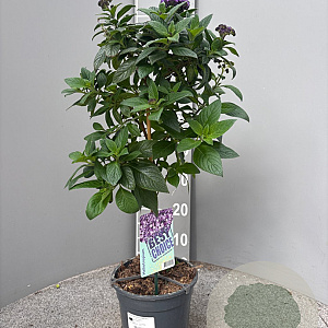 Heliotropium arborescens 80 cm 3,0L stam