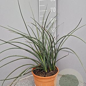 Hesperaloe parviflora GM C6L